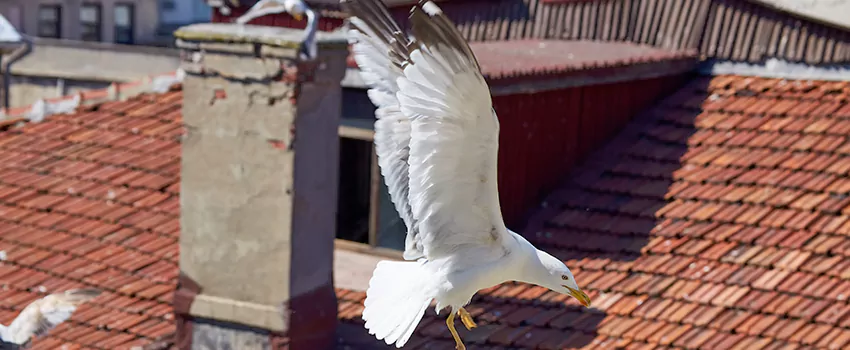 Residential Chimney Animal Removal Solution in River Falls, WI