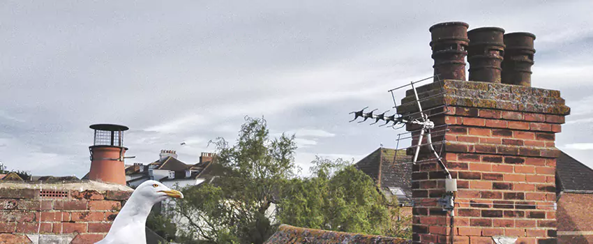 Chimney Cleaning And Restoration in River Falls, Wisconsin